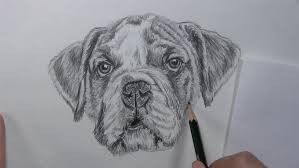 Next, draw a line that goes on top of the ovals and another line that goes under them. How To Draw A Dog Face With Realistic Features Let S Draw Today