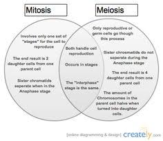 7 Best Mitosis Vs Meiosis Images Mitosis Biology Lessons