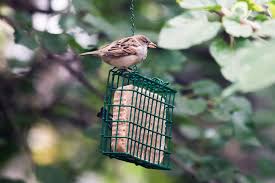 how to make homemade bird suet 6