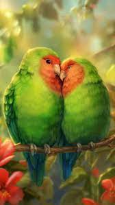 love bird parrots hd phone wallpaper