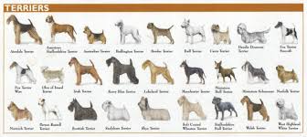Medium Dog Breeds Chart Goldenacresdogs Com