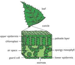 plant transpiration and photosynthesis
