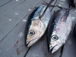 Fish Identification Tuna Species