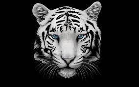 white tiger hd wallpapers free