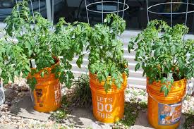 5 gallon bucket planter ideas. 5 Gallon Self Watering Planter Joe S Healthy Meals