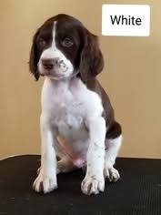 Vip puppies works with responsible brittany breeders across the usa. Puppyfinder Com Brittany Puppies Puppies For Sale Near Me In New York Usa Page 1 Displays 10