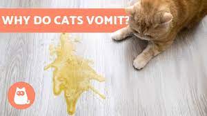 why is my cat vomiting white foam