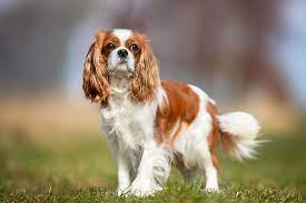 Explore 13 listings for small king charles cavalier puppies at best prices. Cavalier King Charles Spaniel Dog Breed Information
