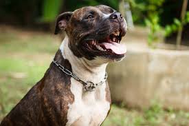 American staffordshire terriers have a confident, impressive presence, so people are surprised to find out how easygoing they are. The Brindle Pitbull Top Facts And Characteristics Animal Corner