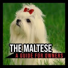 the maltese a guide for owners