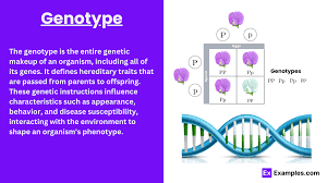 genotype definition exles types