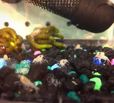 Sorry, there are no stores found matching your search. Was Surprised To See Baby Crayfish At The Chain Pet Store Near Me Shrimptank