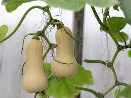 Some squash grow on vines that can cover a lot of ground, so if you just have a 12 x 12 foot space, you're better off with a bush variety. Growing Butternut Squash How To Grow Butternut Squash Plants