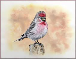 Watercolor Bird Painting S Step
