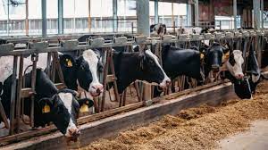 Ce mănâncă vacile din ferma lui Dimitrie Muscă