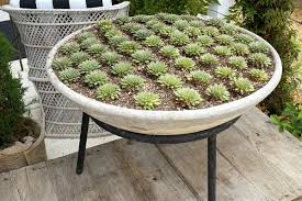 create a 2 500 succulent planter for