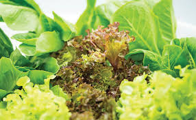 Ideal Humidity Level For Leafy Greens
