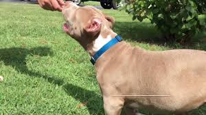 Do not worry, bayou bully kennels can ship your puppies to maryland for a very low cost (normally around the $350 range). Xxl Pitbull Puppies For Sale Craigslist 08 2021