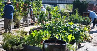 The Community Gardening Movement Foodwise