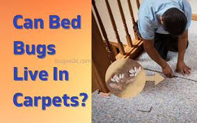 do bed bugs live in carpet explained