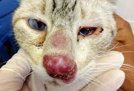 Home remedies work at their best to encounter minor health issues. My Cat Has A Swollen Nose Causes And Treatments