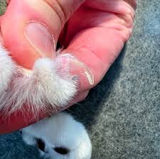 t your cats nails the easy way