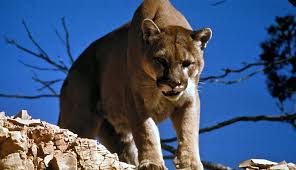 texas mountain lion hunt pricing