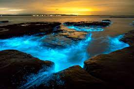 bioluminescent bays travel curator