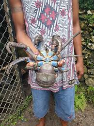 Sep 23, 2020 · pictures that look like they are out of a horror movie show a family surrounded by giant crabs during a picnic gone wrong. Coconut Crab Picture Of The Secret Garden Efate Tripadvisor