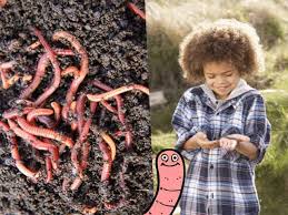 keeping compost worms healthy and happy