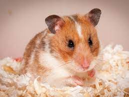 benefits of hamsters using wood shavings