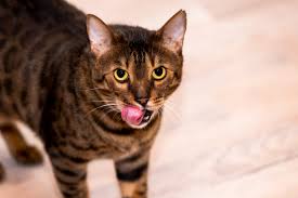 Your cat may have just eaten something that didn't agree with her and that's why your cat keeps. Do Bengal Cats Need A Specific Diet We Explain Dry Wet And Raw Cat Diets