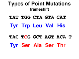 how can a frame shift mutation affect