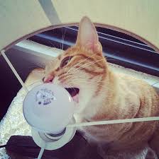 Image result for cat with light bulb