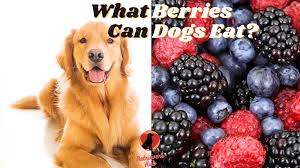 With that being said, feeding this delectable berry does have a few downsides. What Berries Can Dogs Eat 9 To Enjoy 7 To Avoid Retrievershub