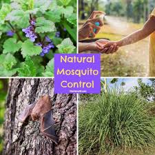 Mosquito Repellent Plants And Remes