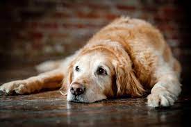 muscle disease in dogs symptoms and