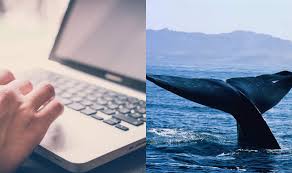 According to senior investigators, administrators like budeikin tell participants to delete all evidence of the blue whale challenge on their social media accounts, russian newspaper novaya. Blue Whale Game Rules Facts How To Identify The 50 Day Challenge That Pushes Kids To Commit Suicide India Com