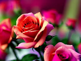 beautiful roses love rose flower
