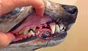 what is melanoma in dogs and how to