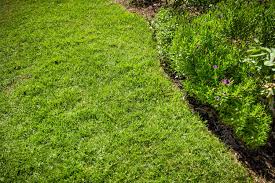 grow and care for st augustine grass