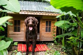 20 Free Diy Dog House Plans Care Com