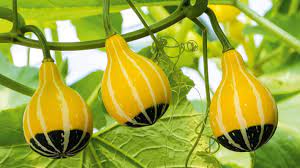 how to grow gourds and luffas stuff co nz