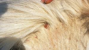 How To Treat Lice In Horses Horse
