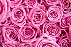 14 Rose Color Meanings What Do The Colors Of Roses Mean