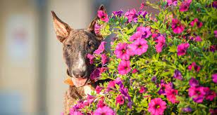 garden dangers for dogs cesar s way