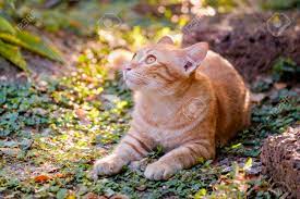 There must be an orange cat in your post. Cute Orange Cat In The Garden Stock Photo Picture And Royalty Free Image Image 81686185
