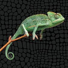 veiled chameleon chamaeleo calyptratus