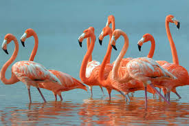 100 flamingo laptop wallpapers