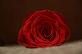 30 free red rose images hd free hd